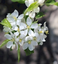 Фото квітки рослини - Яблуня сливолиста (я. китайська)